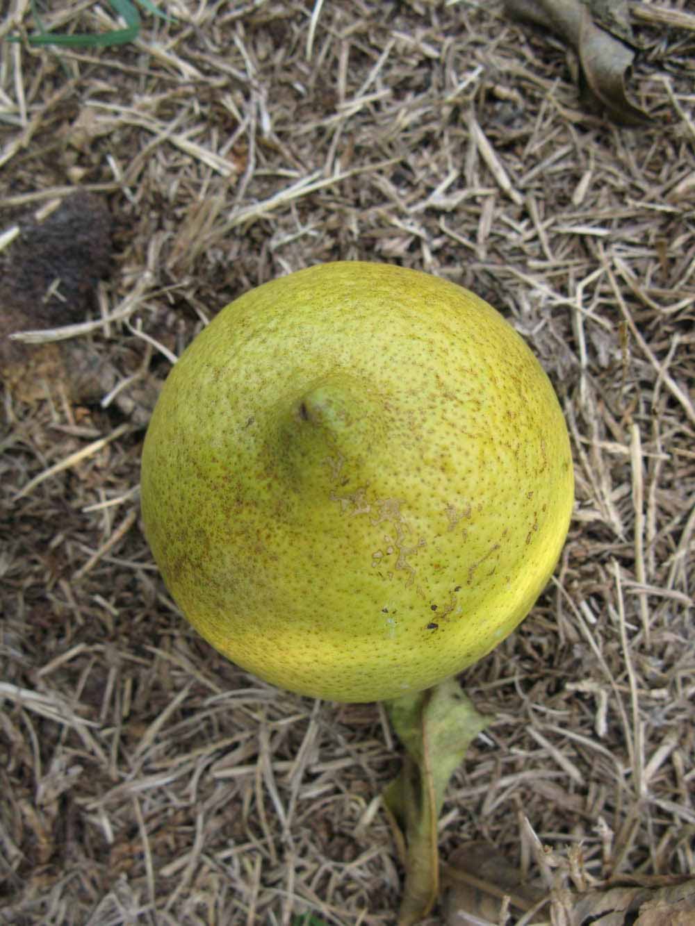            Fruit (Bearss, Winter Haven, FL)   